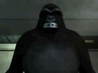 Big ass zoofilia gorilla is angry and wants some pussy